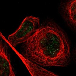 MZF1 Antibody, Novus Biologicals 25 &mu;L; Unlabeled:Antibodies, Polyclonal